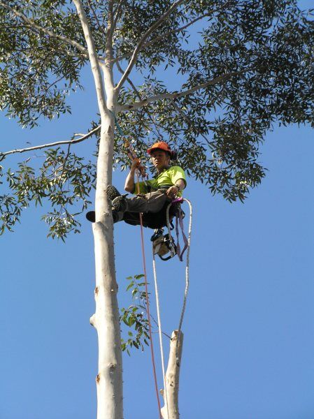 Riggs Tree Service climber ascending a tall tree on rope and harness during a removal in the Texas Hill Country